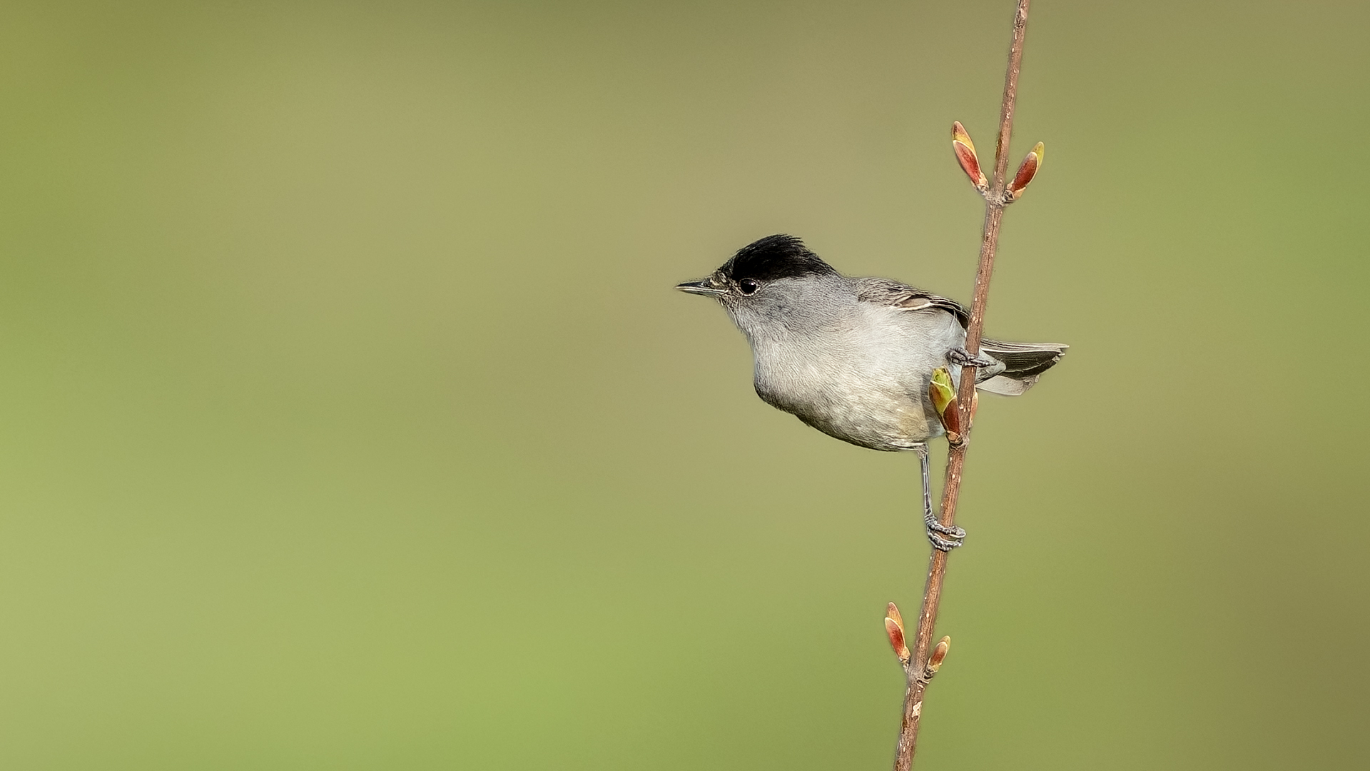 Eurasian Blackcap
